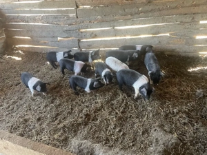 Purcei Bazna  - imagine 2