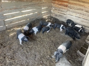 Purcei Bazna  - imagine 3