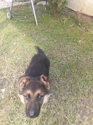 Pui Ciobanesc german t - imagine 2