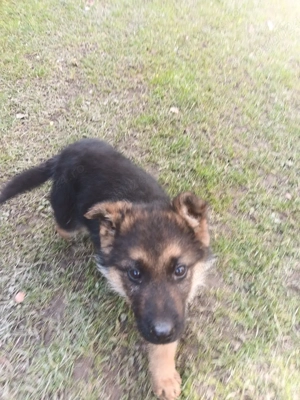 Pui Ciobanesc german t - imagine 3