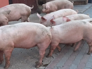 porci 85-110kg