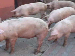porci 85-110kg