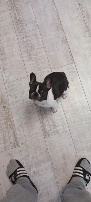 Bulldog francez femela