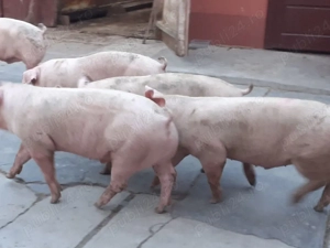 porci 85-110kg - imagine 2