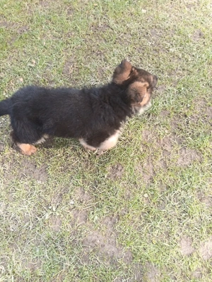 Pui Ciobanesc german t - imagine 5