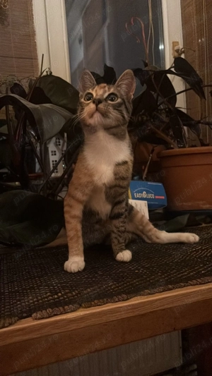 Plimbare caini si ingrijire pisici Constanta - imagine 3