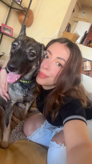 Plimbare caini si ingrijire pisici Constanta - imagine 4