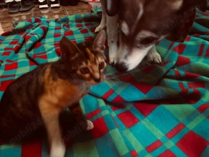 Plimbare caini si ingrijire pisici Constanta - imagine 5