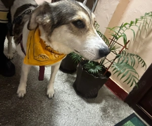 Plimbare caini si ingrijire pisici Constanta - imagine 2