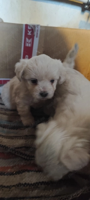 Vând pui de Bichon maltez  - imagine 2