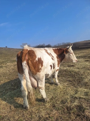 vând vacă  - imagine 3