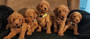 Pudel Poodle Caniche Toy Red 