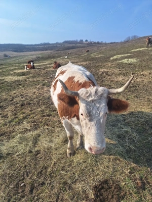 vând vacă  - imagine 4