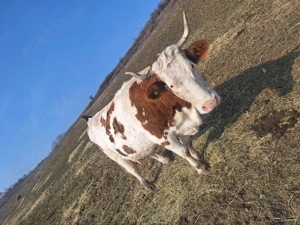 vând vacă  - imagine 2