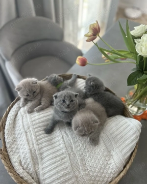 Oferta imbatabila! Profitati ! Doar luna aceasta! Scottish Fold Blue . - imagine 2