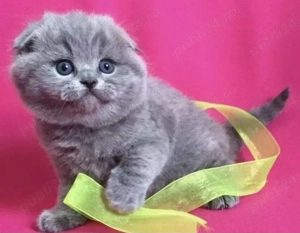 Oferta imbatabila! Profitati ! Doar luna aceasta! Scottish Fold Blue .