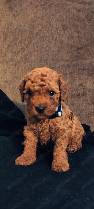 Pudel Poodle Caniche Toy Red  - imagine 4