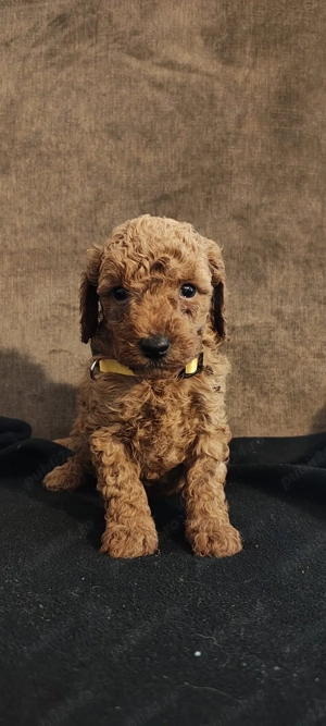 Pudel Poodle Caniche Toy Red  - imagine 3