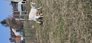 Vând 2 capre de rasă pitice olandeze cu iezi  - imagine 4