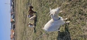 Vând 2 capre de rasă pitice olandeze cu iezi  - imagine 3