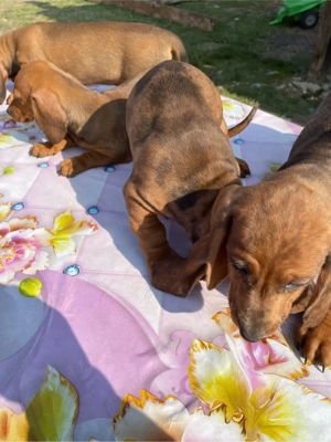 teckel arlechin si maroniu  - imagine 3