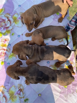 teckel arlechin si maroniu 