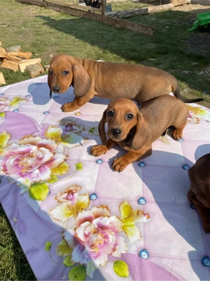 teckel arlechin si maroniu  - imagine 4