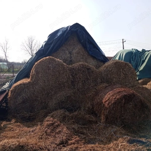 vand baloti trifoi rosu