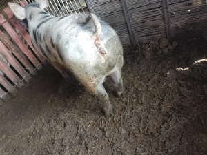 Purcea disponibilă  - imagine 3