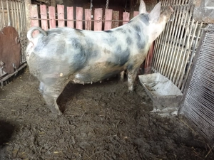 Purcea disponibilă  - imagine 2