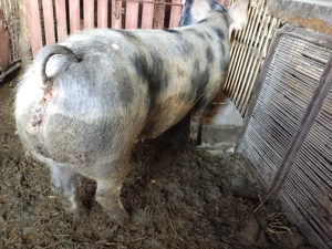 Purcea disponibilă  - imagine 4