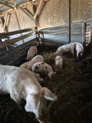 vand purcei de 8 săptămâni.     contactați la nr  