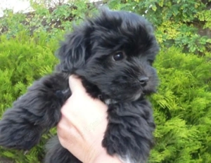 Bichon havanez 500 lei