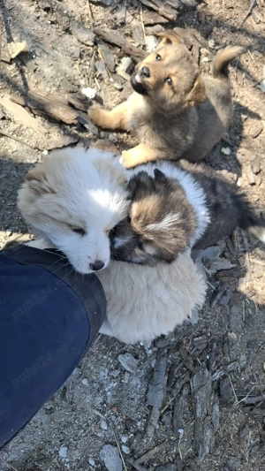 Donez căței talie mica - imagine 2