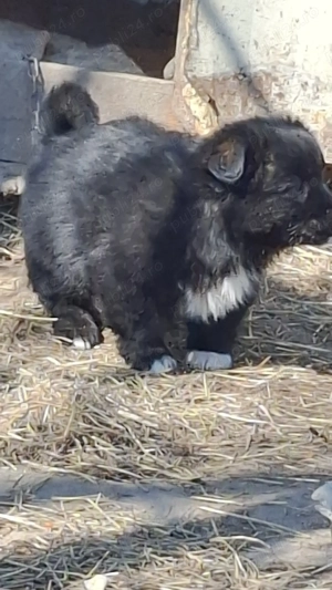 Donez căței talie mica - imagine 3