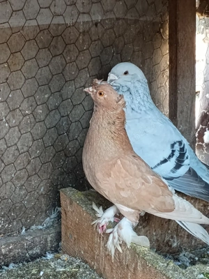 Vând porumbei de ornament  - imagine 4