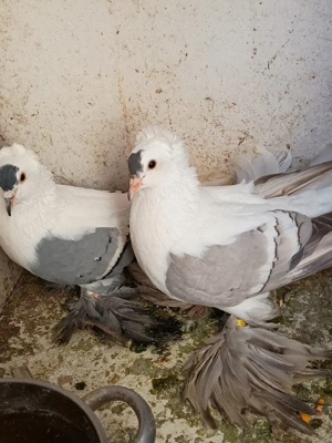 Vând porumbei de ornament  - imagine 2