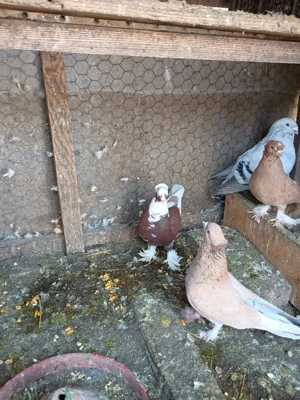 Vând porumbei de ornament  - imagine 3