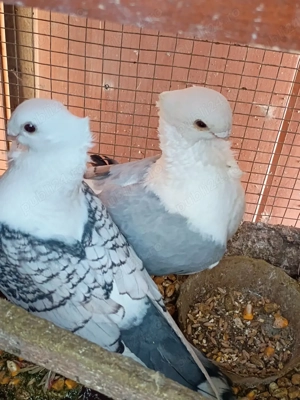 Vând porumbei de ornament 