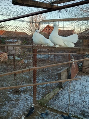 Vând porumbei de ornament  - imagine 5