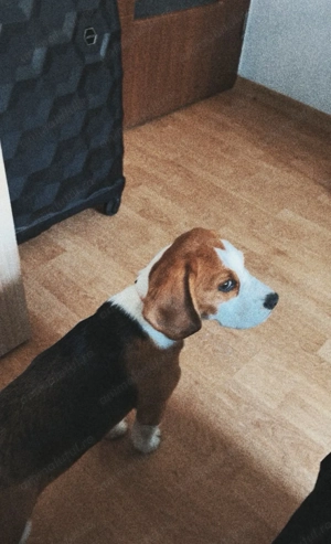Cățelușă Beagle jucăușă 