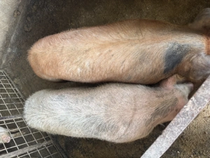 Vand porci de tăiat  - imagine 2