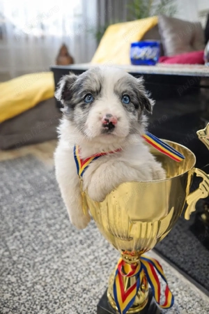 fetiță Border Collie Blue Merle 