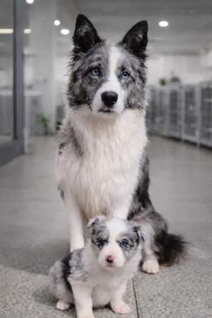fetiță Border Collie Blue Merle 