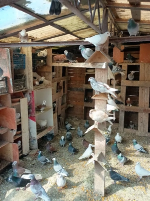 Vând porumbei  voiajori  - imagine 2