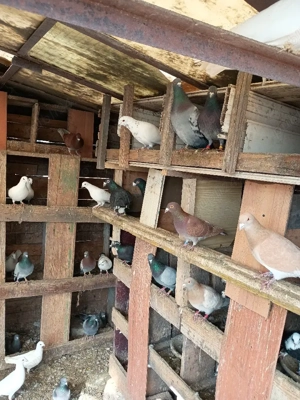 Vând porumbei  voiajori  - imagine 3