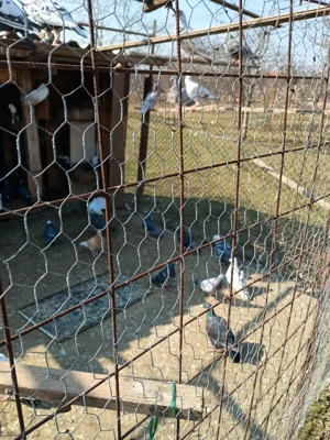 Vând porumbei  voiajori  - imagine 4