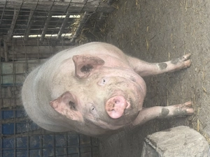 Porc de vânzare-Marele alb  - imagine 3