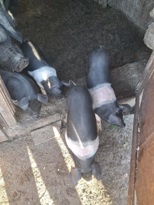 4 purcelusi 5 săptămâni pret 250buc - imagine 3