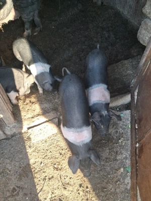 4 purcelusi 5 săptămâni pret 250buc - imagine 2